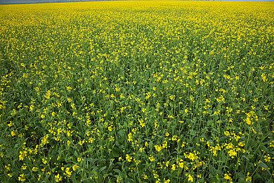 沙特王储修改其Steam账号主页：我买下了EA